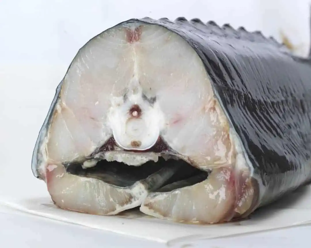 گوشت ماهی خاویار