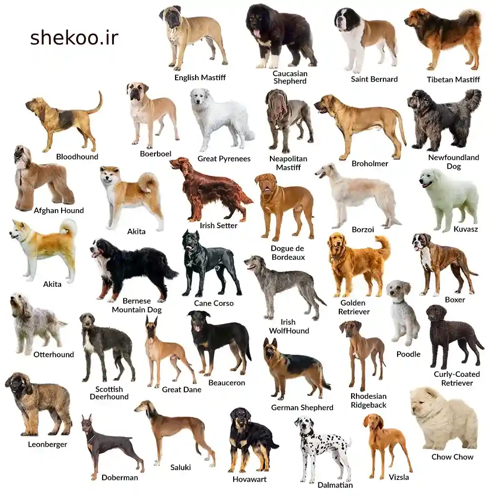 Big Dog Breeds - انواع نژاد سگ : 14 نژاد سگ محبوب در ایران و جهان