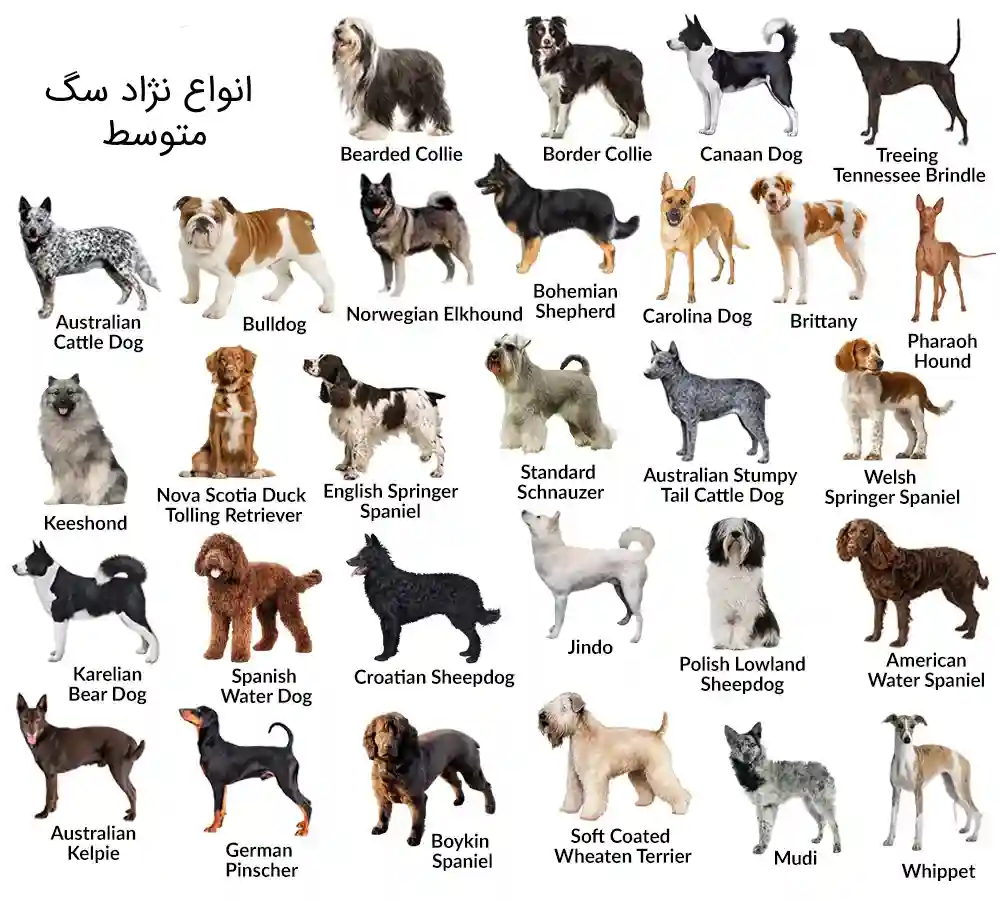 انواع نژاد سگ با جثه متوسط