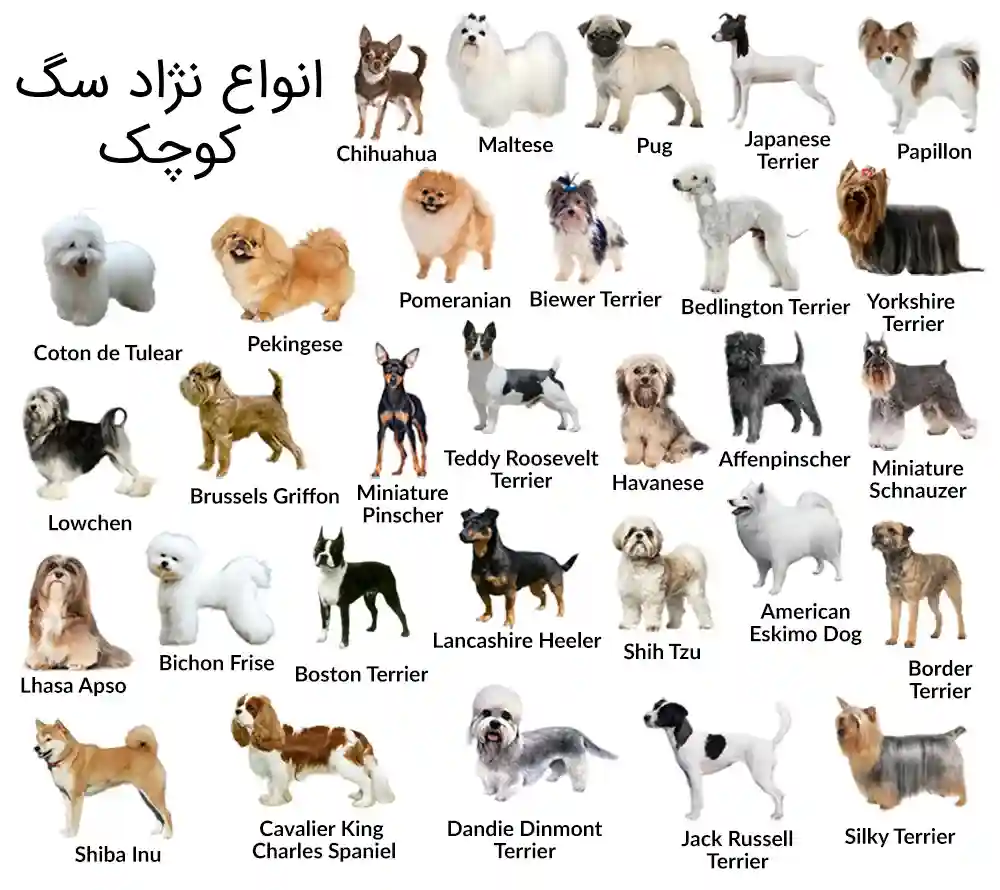 Small Dog Breeds - انواع نژاد سگ : 14 نژاد سگ محبوب در ایران و جهان
