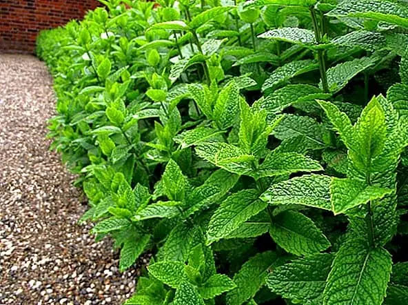 پرورش گیاه نعناع
