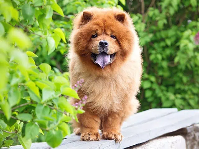 نژاد سگ چاوچاو