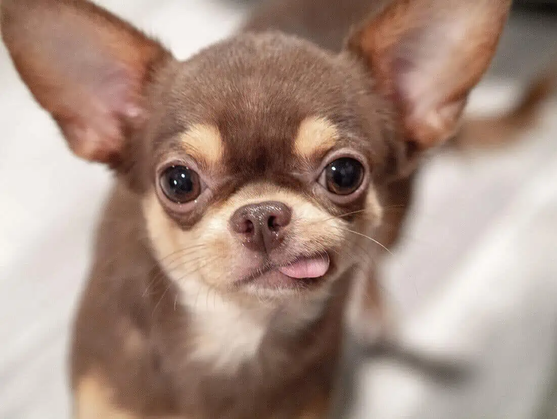 آشنایی با سگ شیواوا