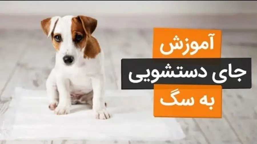 روش های آموزش دستشویی به سگ