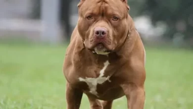 سگ پیت بول : معرفی 25 نمونه از نژاد های سگ Pitbull 34 نژاد سگ پیت بول