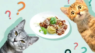 غذای گربه با ماکارونی