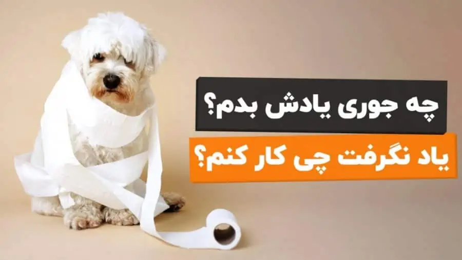 پاداش دادن به سگ برای دستشویی کردن در جای درست