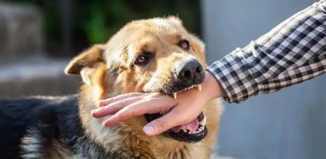 چرا سگ صاحبش را گاز میگیرد : دلایل گاز گرفتن سگ