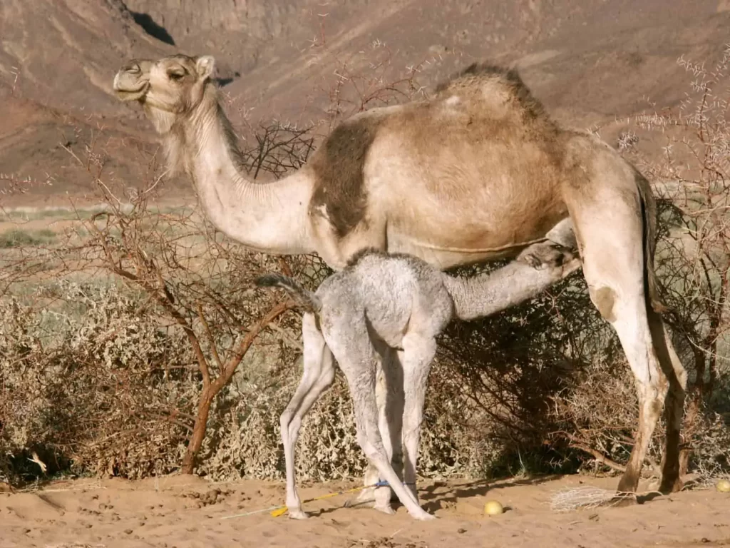 اسامی شتر در سنین مختلف در عربی : لیست 20 نام 12 Camelcalf feeding - اسامی شتر در سنین مختلف در عربی : لیست 20 نام