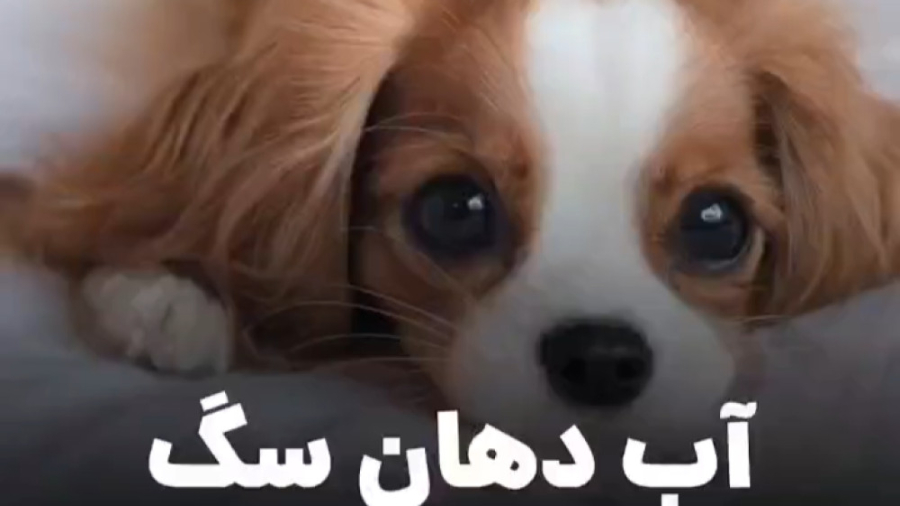 بزاق سگ: 15 حقیقت شگفت انگیز در مورد بزاق سگ 15 آب دهان سگ