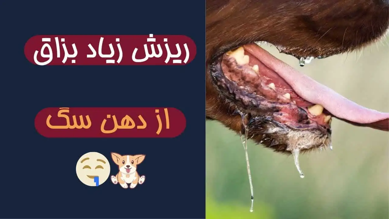 بزاق سگ: 15 حقیقت شگفت انگیز در مورد بزاق سگ 16 ریزش زیاد بزاق