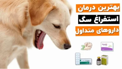 درمان استفراغ سگ