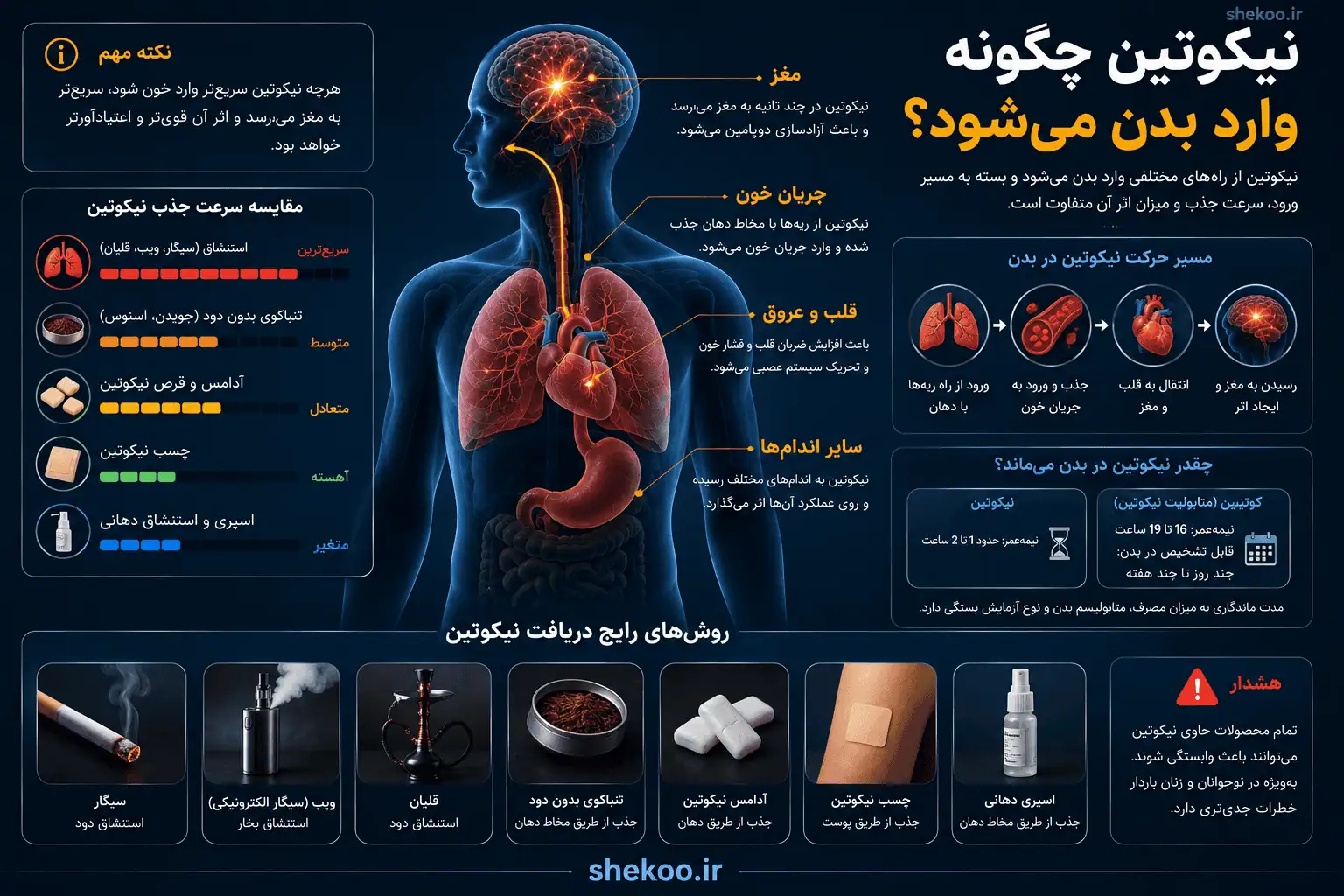 نیکوتین چیست؟ بررسی اثرات، عوارض، اعتیاد، ماندگاری و روش ترک 13 مسیر ورود نیکوتین به بدن و انتقال آن از جریان خون به مغز